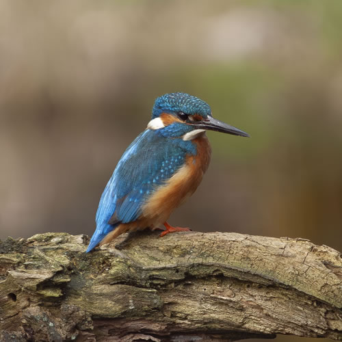 Scharrelaarvogel