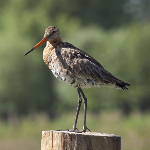 Waadvogel