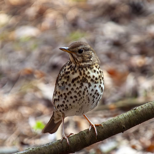 Zangvogel